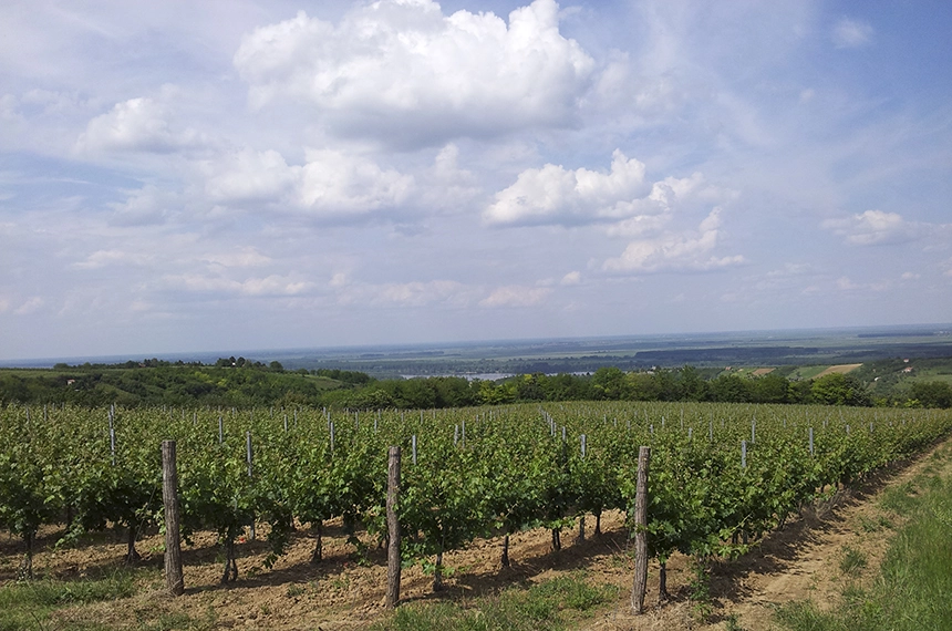 Vinograd